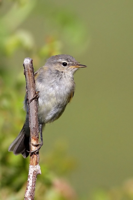 aiuto identificazione