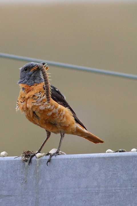 scolopandra a pranzo per il codirossone
