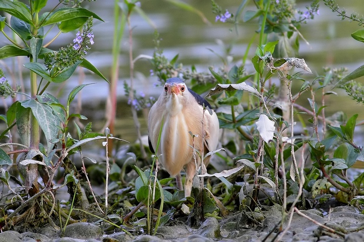 sguardo in camera tarabusino - Ixobrychus minutus