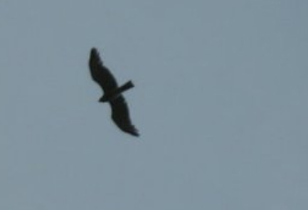 aiuto identificazione rapace: Nibbio (Milvus sp.)