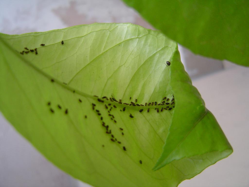 Infestazione da afidi e cocciniglie