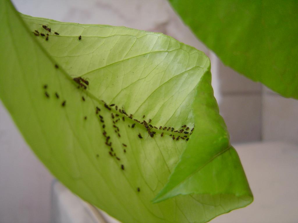 Infestazione da afidi e cocciniglie