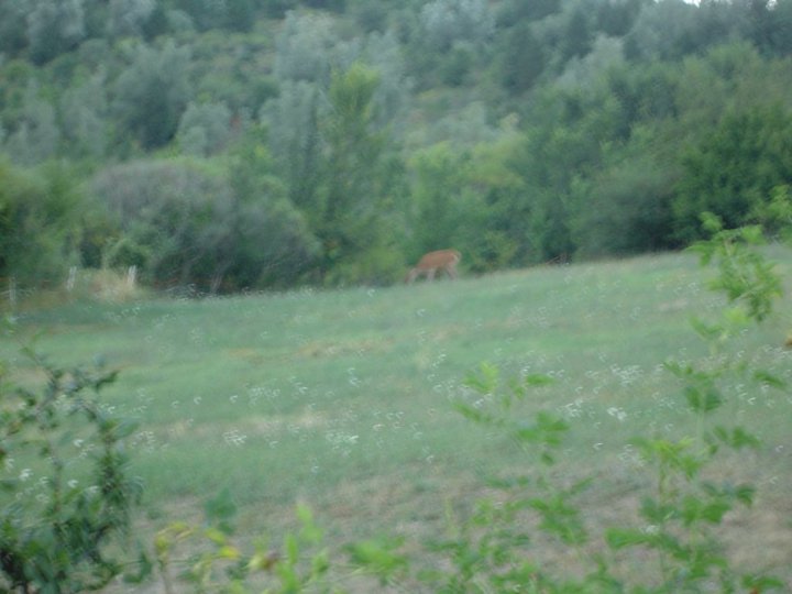 The first deer of my life