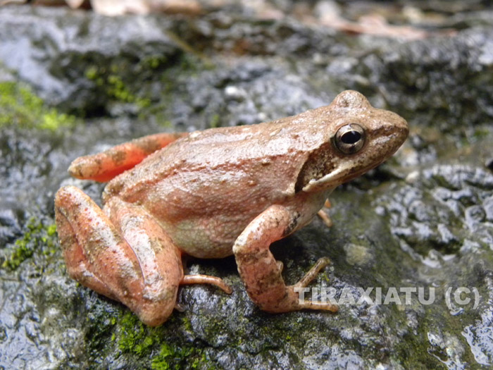 Rana appeninica... in rosa