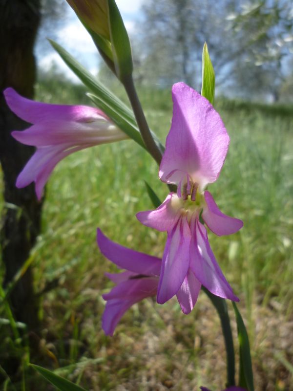 Gladiolus cfr. italicus