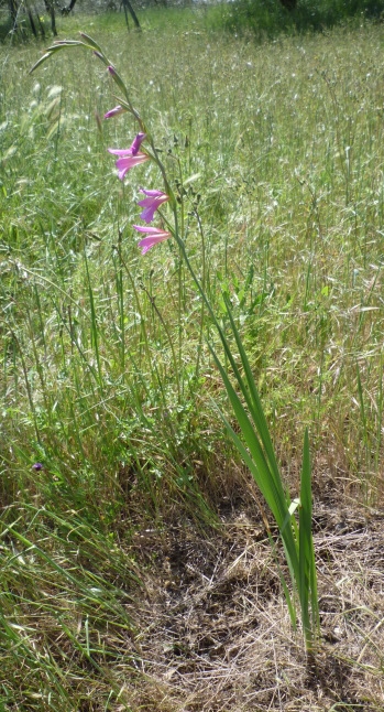 Gladiolus cfr. italicus