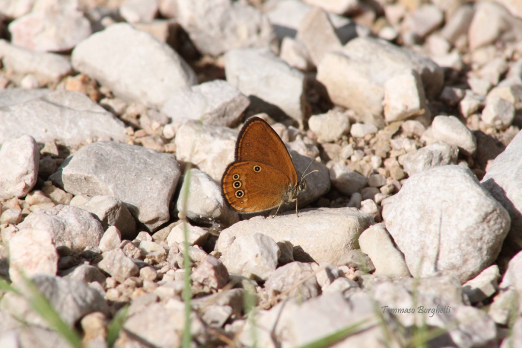 Coenonympha oedippus - variabilit, esemplari a confronto