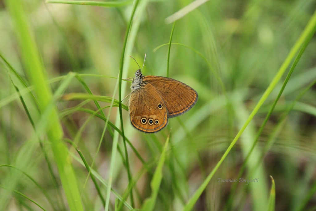 Coenonympha oedippus - variabilit, esemplari a confronto