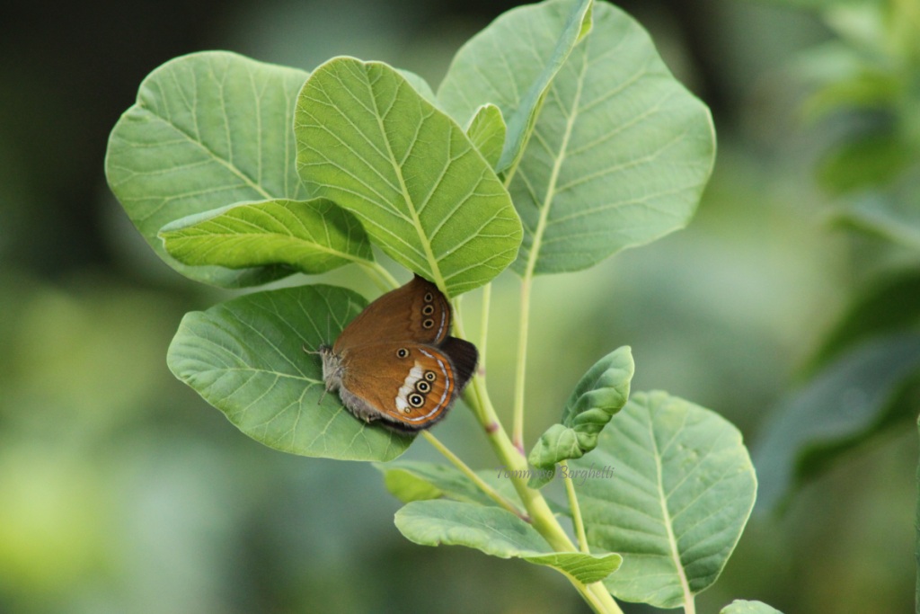 Coenonympha oedippus - variabilit, esemplari a confronto