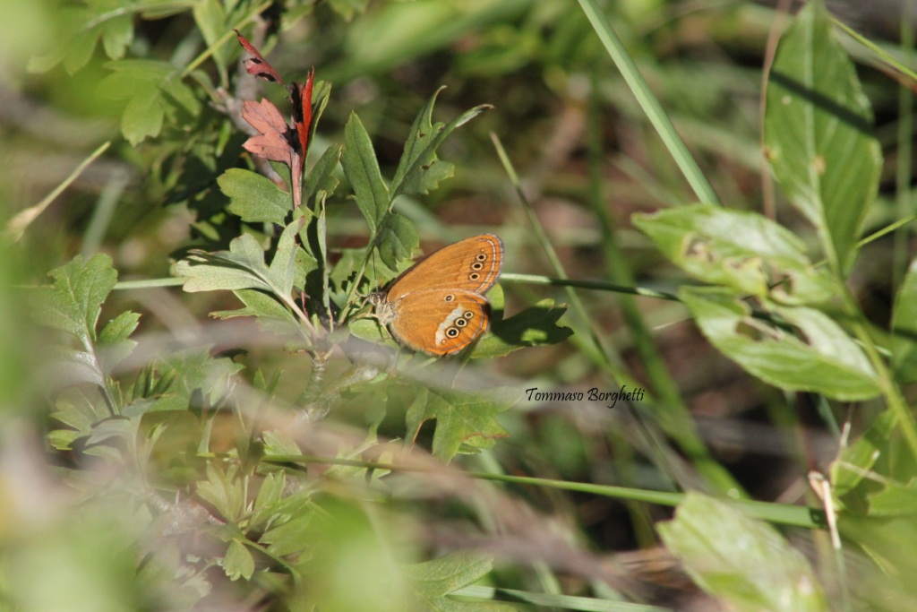 Coenonympha oedippus - variabilit, esemplari a confronto