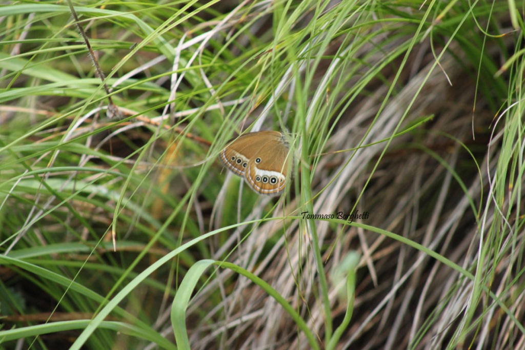 Coenonympha oedippus - variabilit, esemplari a confronto