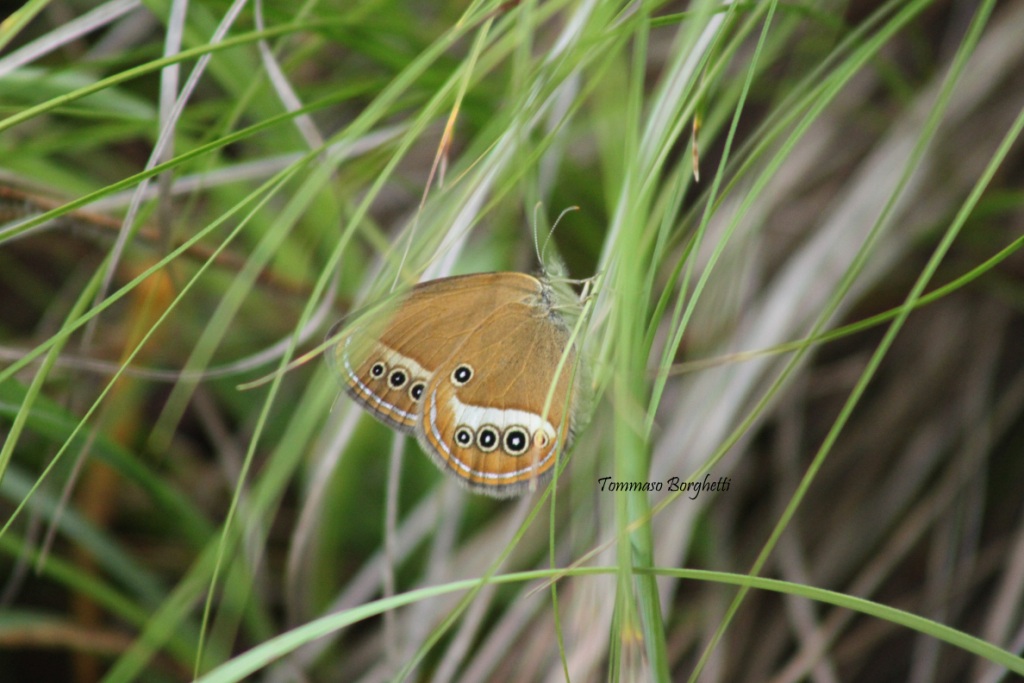 Coenonympha oedippus - variabilit, esemplari a confronto