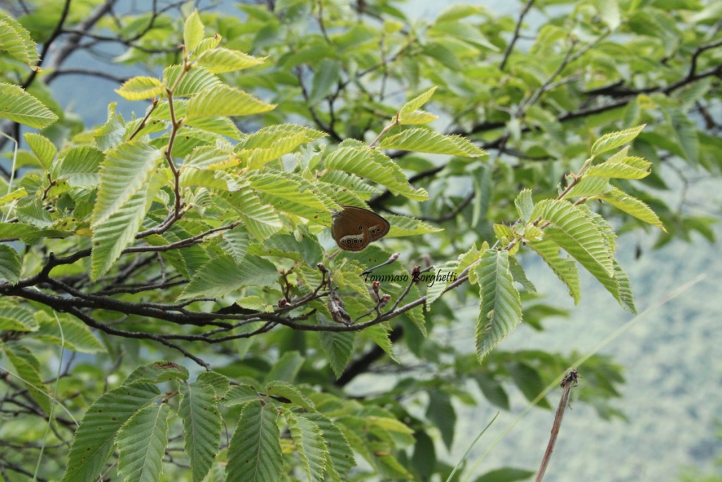 Coenonympha oedippus - variabilit, esemplari a confronto