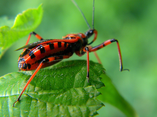 Rhynocoris cfr. iracundus/rubricus di Varese