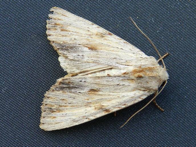 ID farfalla notturna - Apamea lithoxylea