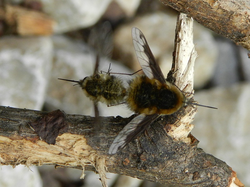 Bombo con proboscide (Bombylius fimbriatus in accoppiamento)