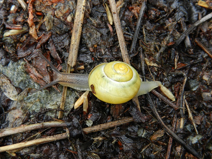 Cepaea nemoralis