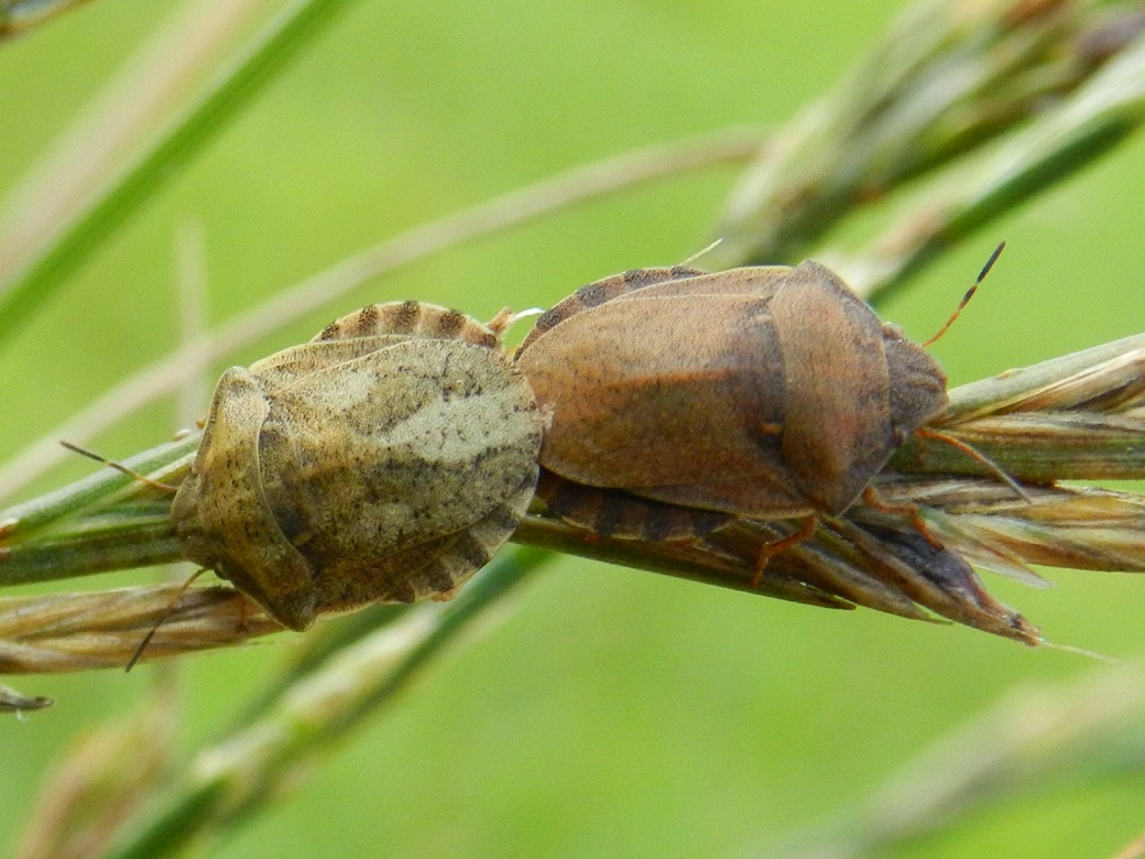 Famigliola di pentatomidae