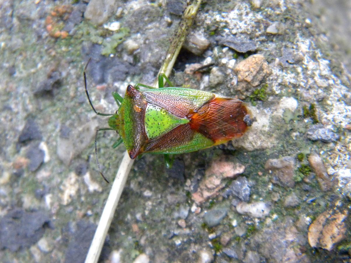 Acanthosomatidae: Acanthosoma haemorrhoidale del Varesotto