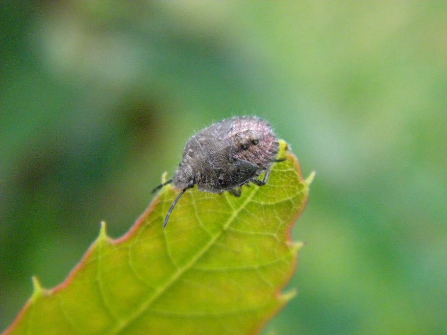 Pentatomidae: Dolycoris  baccarum, juv. della Lombardia (VA)