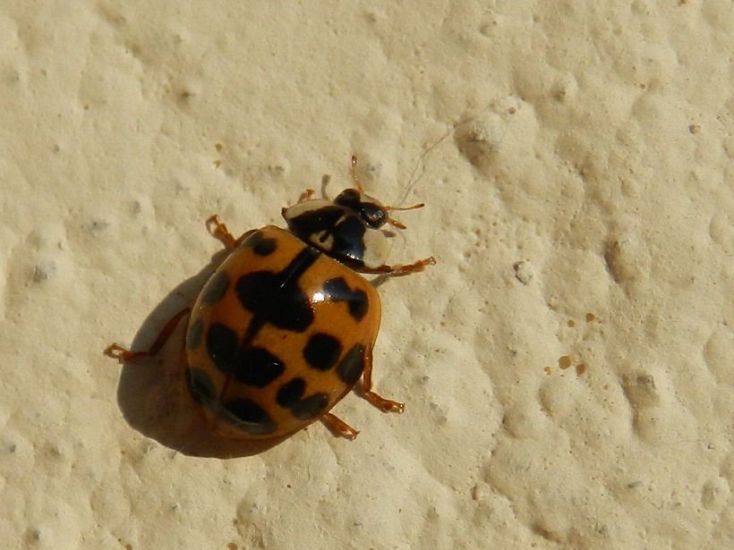 ID Coccinella particolare... ma sempre Harmonia axyridis!