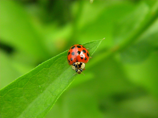 coccinelle:  Harmonia axyridis  e Coccinella septempunctata