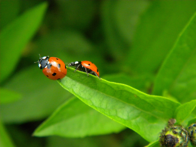 coccinelle:  Harmonia axyridis  e Coccinella septempunctata