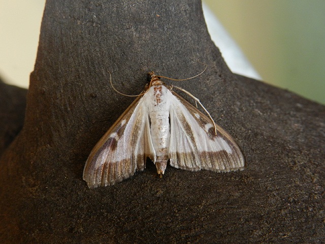 ID farfalla