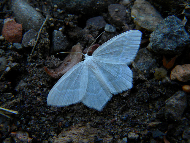 ID farfallina bianca : Jodis lactearia