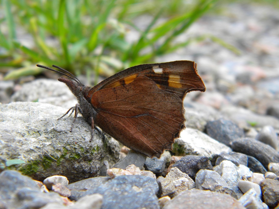 ID strana farfalla - Libythea celtis