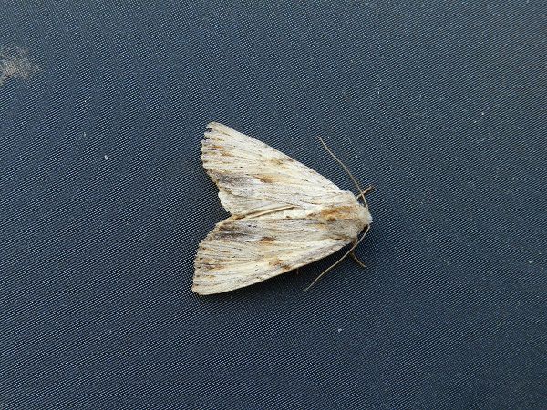 ID farfalla notturna - Apamea lithoxylea