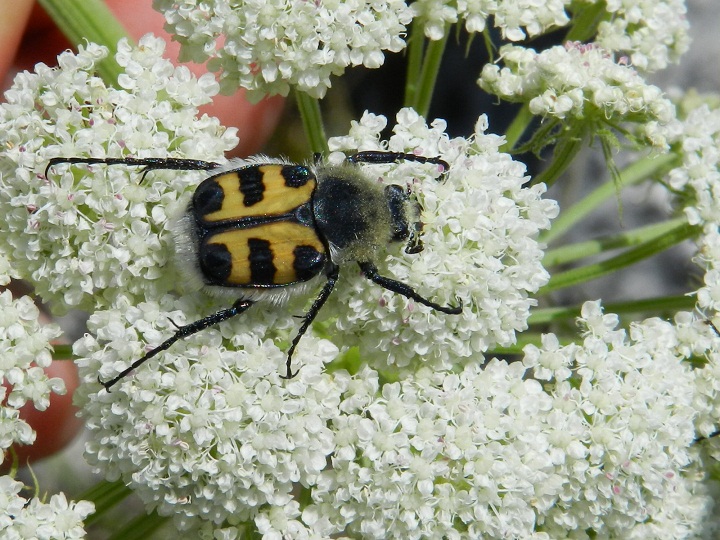 ID Trichius....?