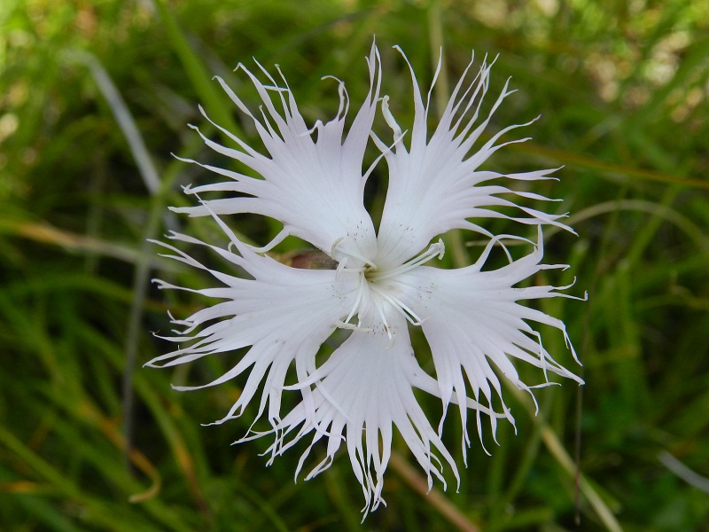 Dianthus monspessulanus