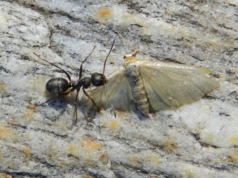 Galleria di insetti predatori e loro prede