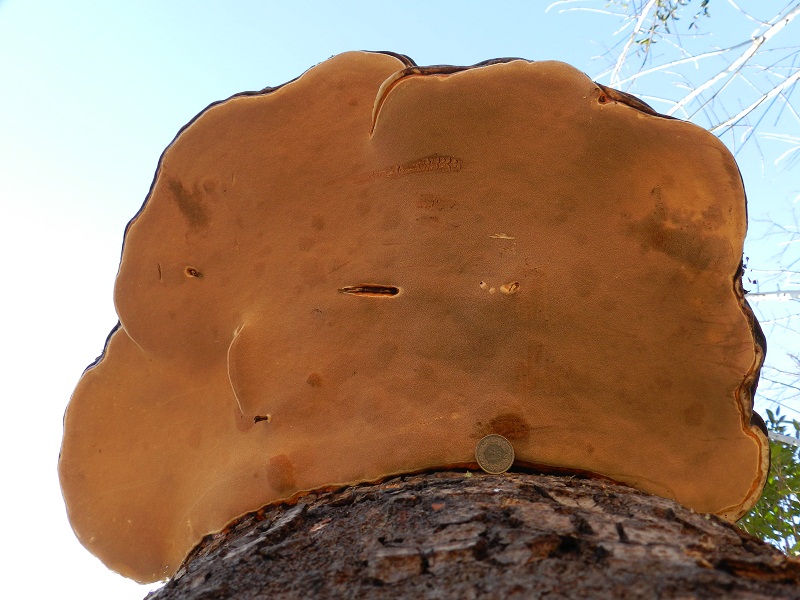 ID fungo del legno gigante (Fomitopsis pinicola)