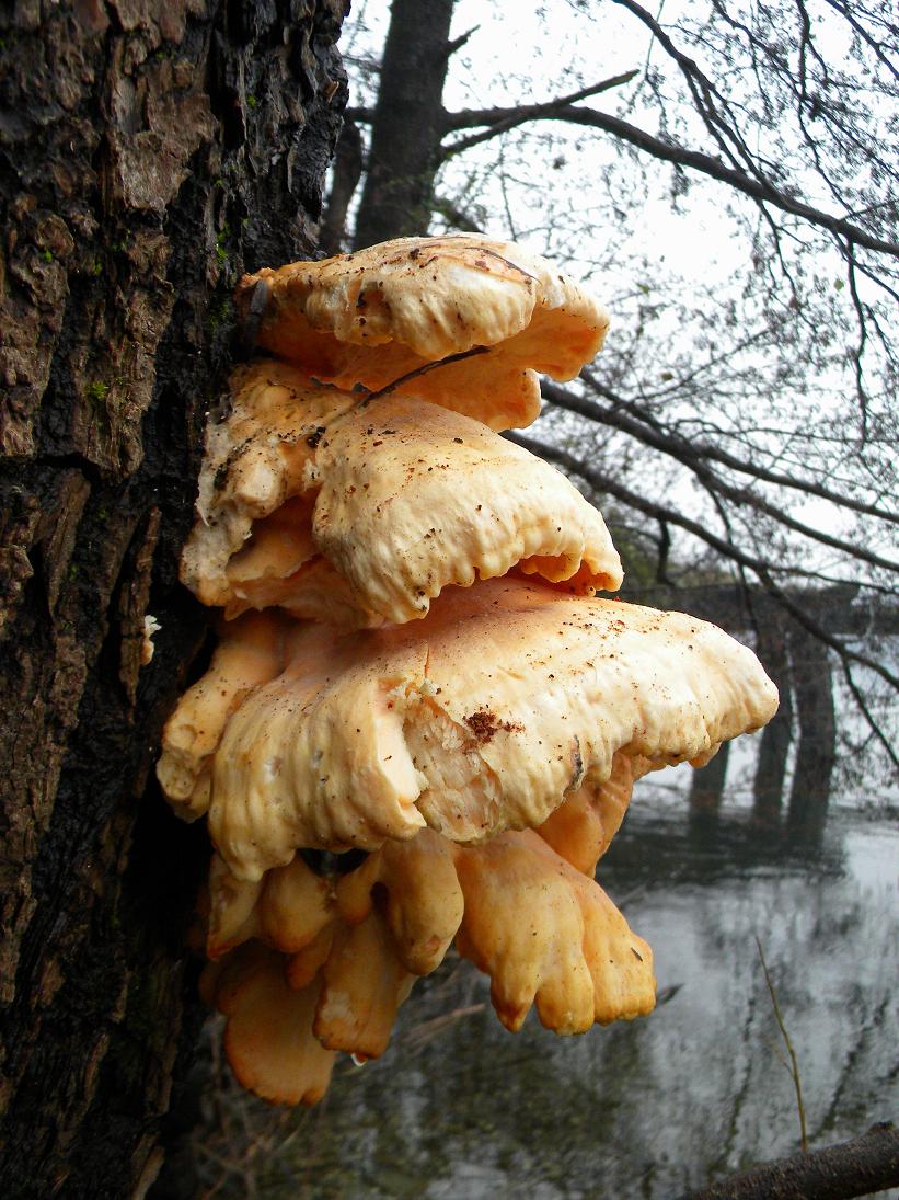 Fungo del legno da determinare (Laetiporus sulphureus)