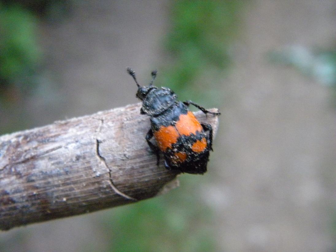 Nicrophorus sp.