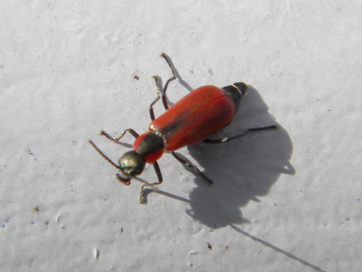 Anthocomus rufus, Malachiidae