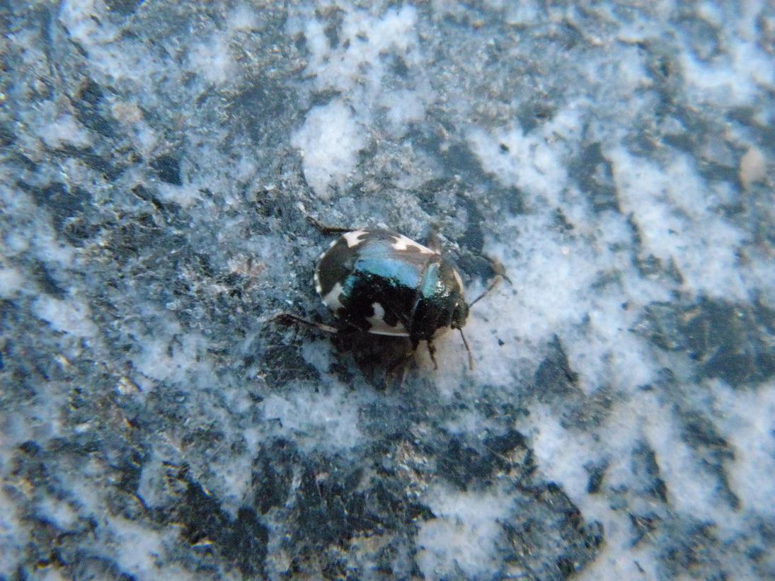 Tritomegas bicolor?