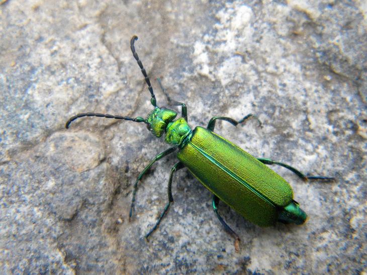 Insetto verde: Lytta vesicatoria, Meloidae