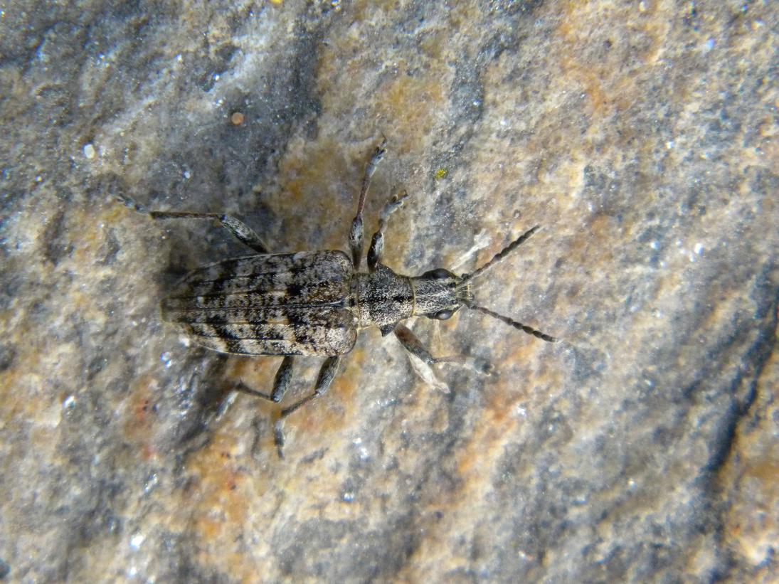 Rhagium sp.