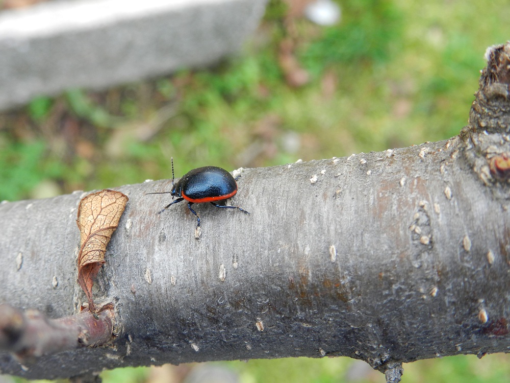 Insetto nero con bordo rosso: Chrysolina rossia