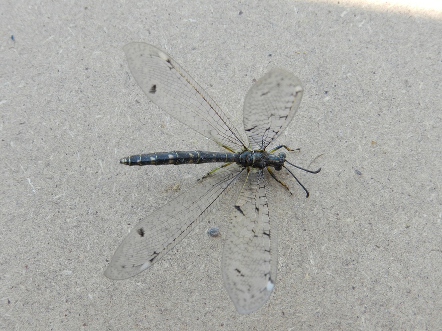 ID libellula