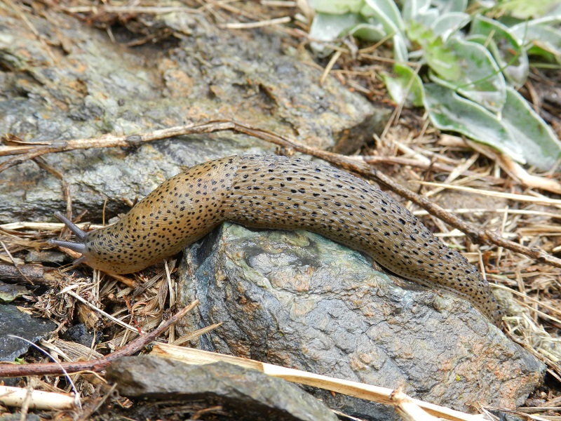 Limax millipunctatus Pini 1884