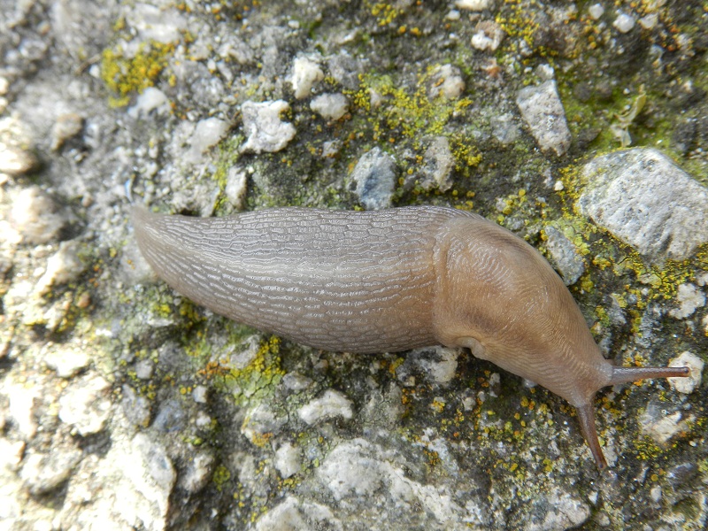 Lehmannia rupicola Lessona & Pollonera 1882