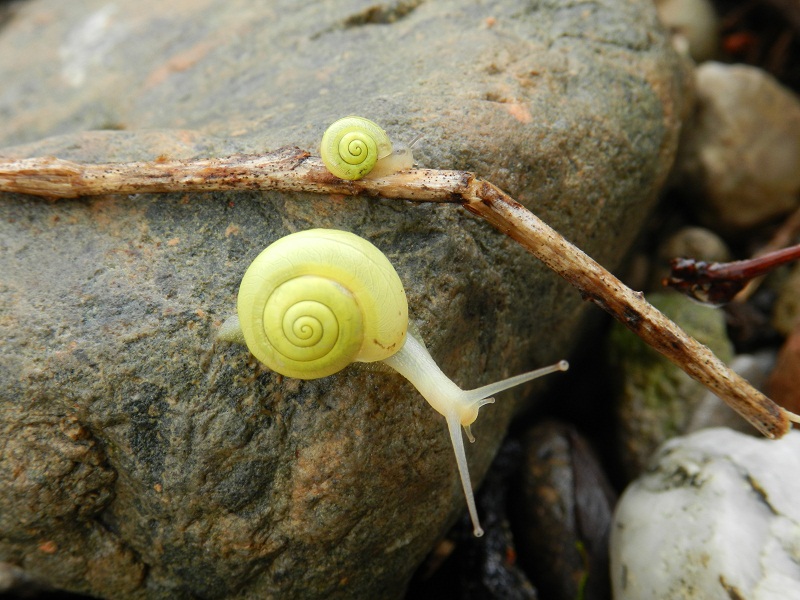 Fruticicola fruticum