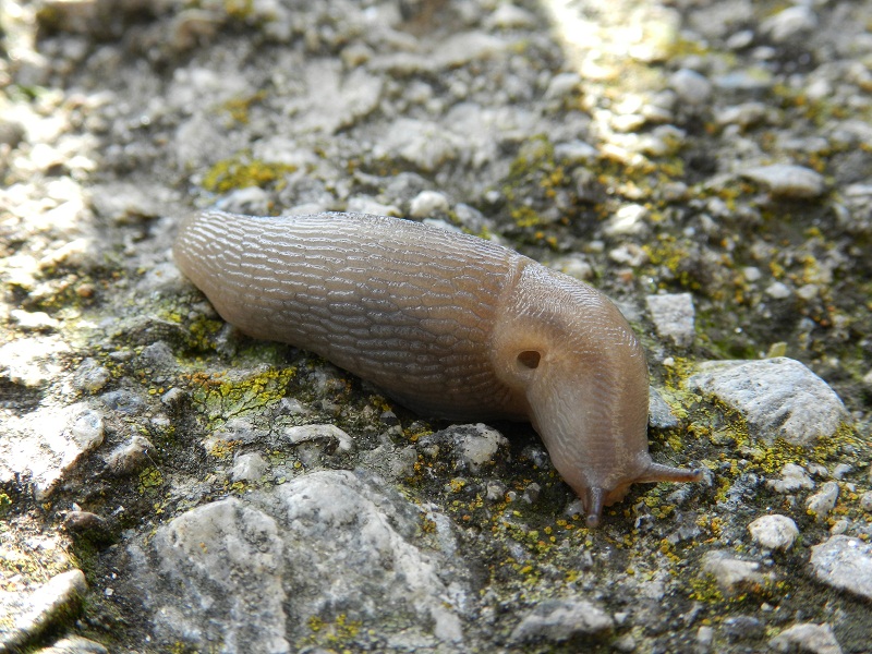 Lehmannia rupicola Lessona & Pollonera 1882