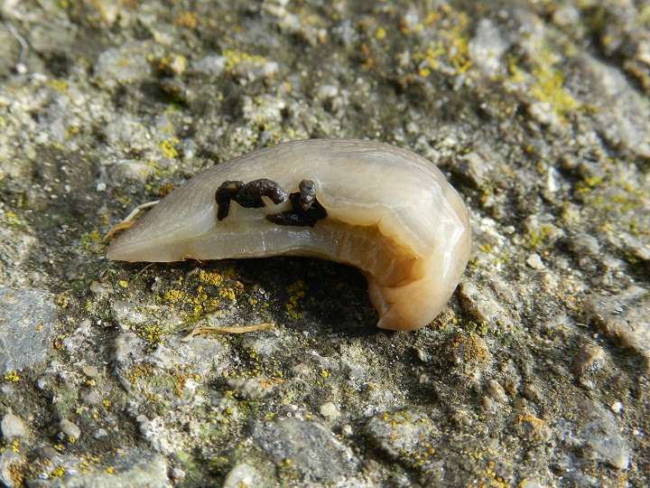 Lehmannia rupicola Lessona & Pollonera 1882