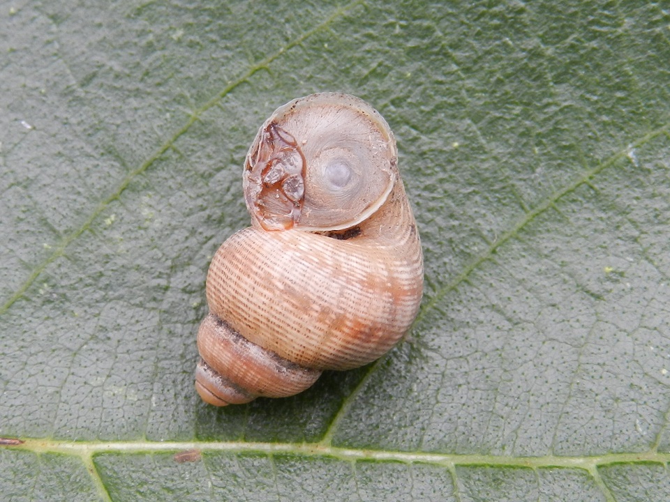 Pomatias elegans
