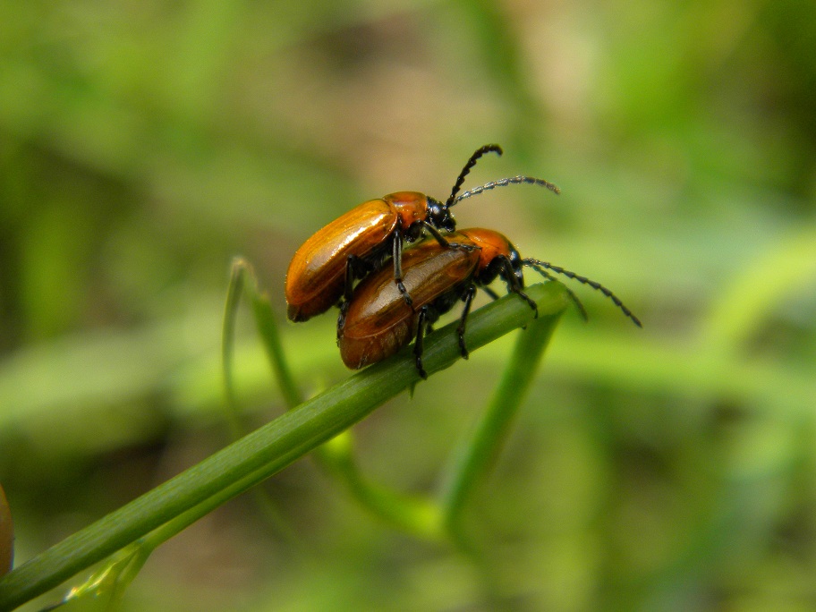 Chrysomelidae: Exosoma lusitanica in accoppiamento